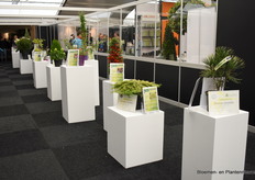 De genomineerde nieuwigheden van de Novelty Trails, geselecteerd door de Koninklijke Vereniging Boskoopse Culturen, staan netjes op een rij in het gangpad naar de beurs toe.